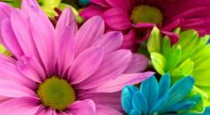 planting flowers basics
