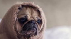 guide to dogs bath accessories