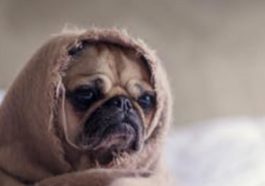 guide to dogs bath accessories