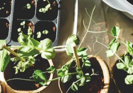 advice for gardening