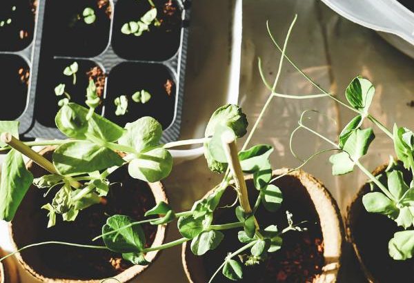 advice for gardening
